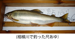 釣った魚